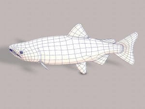fish v05 3D 모델