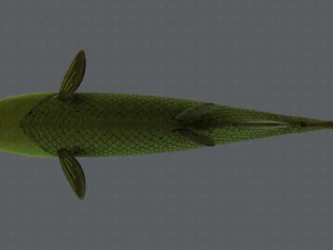 pesce v05 Modello 3D