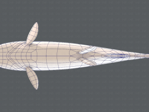 fish v05 3D 모델