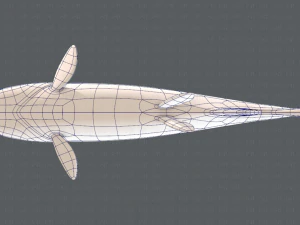 pesce v05 Modello 3D