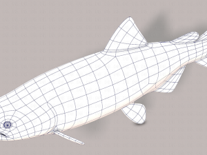 fish v05 3D 모델