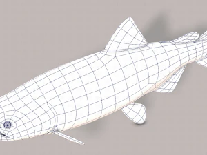 pesce v05 Modello 3D
