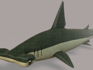 shark v02 3D Model
