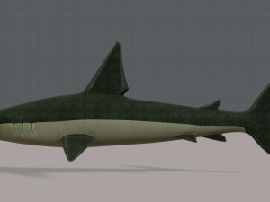 shark v02 3D Модель
