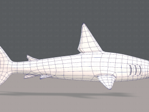 shark v02 3D Модель