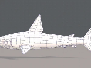 shark v02 3D Model