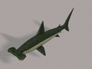 shark v02 3D Модель