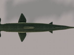 shark v02 3D Модель