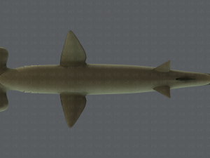 shark v02 3D Модель