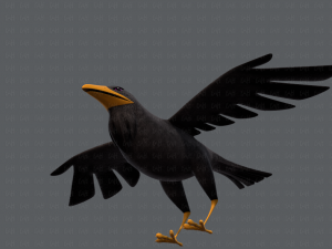 bird v02 3D Model