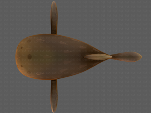 fish v06 Modèle 3D