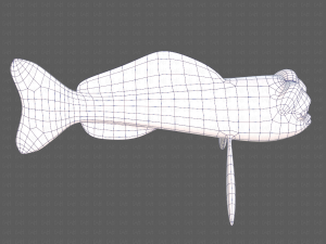 fish v07 3D Model