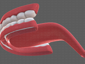 teeth cartoon 3D मॉडल