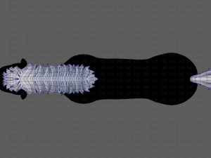 horse mane and tail v01 3Dモデル