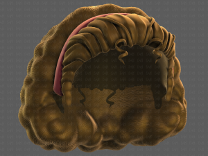 3D Hair style for girl V97 Model 3D