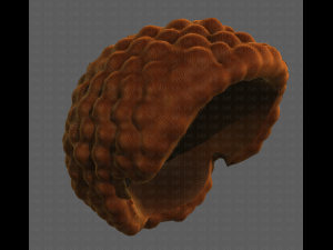 3D Hair style for boy V82 3D Model