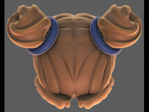 Base Hair for girl V03 3D 모델