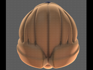 Base Hair for girl V10 Modelo 3D