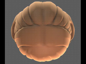 Base Hair for girl V15 3D Model