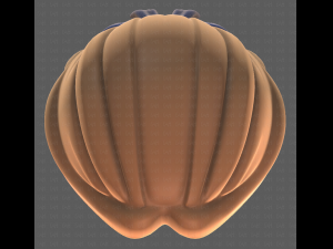 Base Hair for girl V18 3D Model