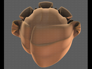 Base Hair for girl V20 3D Model