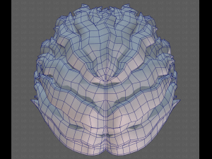 Base Hair for Boy V19 Model 3D