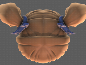 Base Hair for girl V21 Modèle 3D