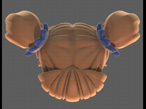 Base Hair for girl V27 3D Model
