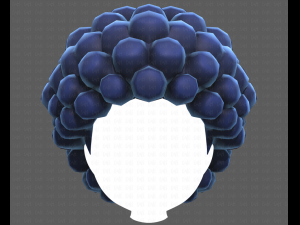 Base Hair for Boy V40 Modelo 3D