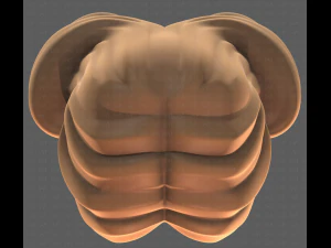 Base Hair for girl V43 3D Model