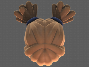 Base Hair for girl V46 3D Model