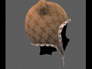 Cap V50 3D Model