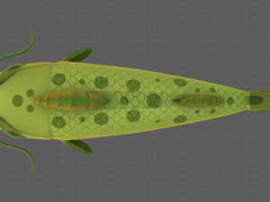 Fish V10 Model 3D