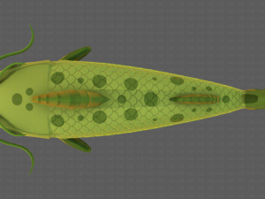Fish V10 Model 3D