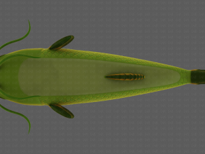 Fish V10 Model 3D