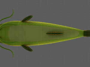 Fish V10 Model 3D