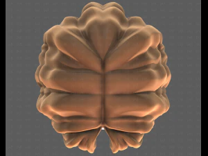 Base Hair for girl V52 3D Model