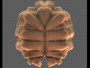 Base Hair for girl V52 3D Model