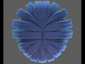 Base Hair for Boy V53 Model 3D