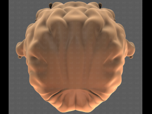 Base Hair for girl V53 3D Model