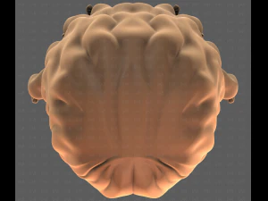 Base Hair for girl V53 3D Model