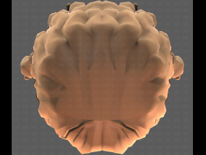 Base Hair for girl V53 3D Model