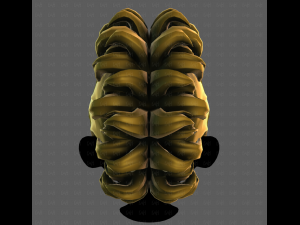 3D Hair style for boy V114 3D Модель