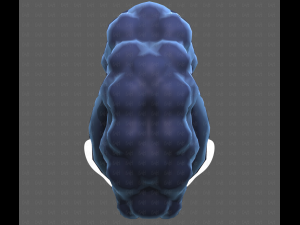 Base Hair for Boy V55 Modelo 3D