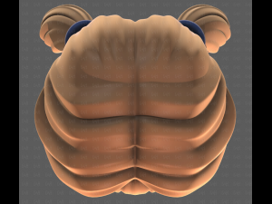 Base Hair for girl V55 Model 3D