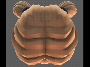 Base Hair for girl V55 Model 3D