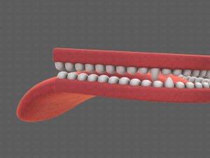 Teeth Cartoon V02 3D Model
