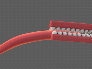 Teeth Cartoon V02 3D Model