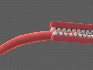 Teeth Cartoon V02 3D Model
