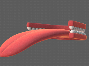 Teeth Cartoon V02 3D Model